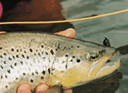 Truchas Salmon&iacute;deas