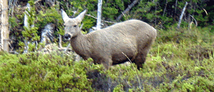 Huemul hembra